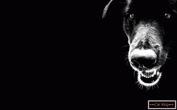 Чёрный пёс на дарозе - дрэнная прыкмета