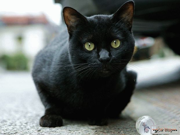 Чорная котка на дарозе - да аварыі